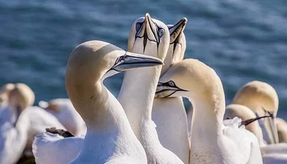 揭秘雄鹿交易疑云：字母哥为何与博格丹擦肩而过？