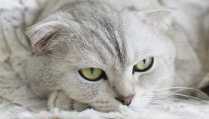 华体会体育APP下载-津门虎西班牙拉练“添丁进口” 两名新外援已参加训练