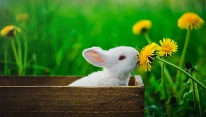 华体会官方网-阿根廷政府将为马拉多纳举行国葬 灵柩将覆盖国旗